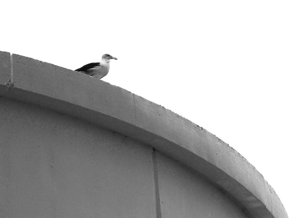 Free Image of Black and white photo of a bird on a curved structure 