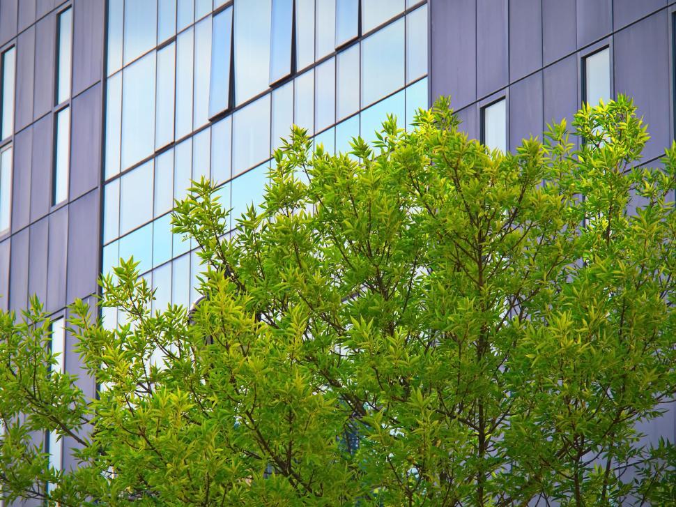 Free Image of Green tree in front of modern glass building facade 
