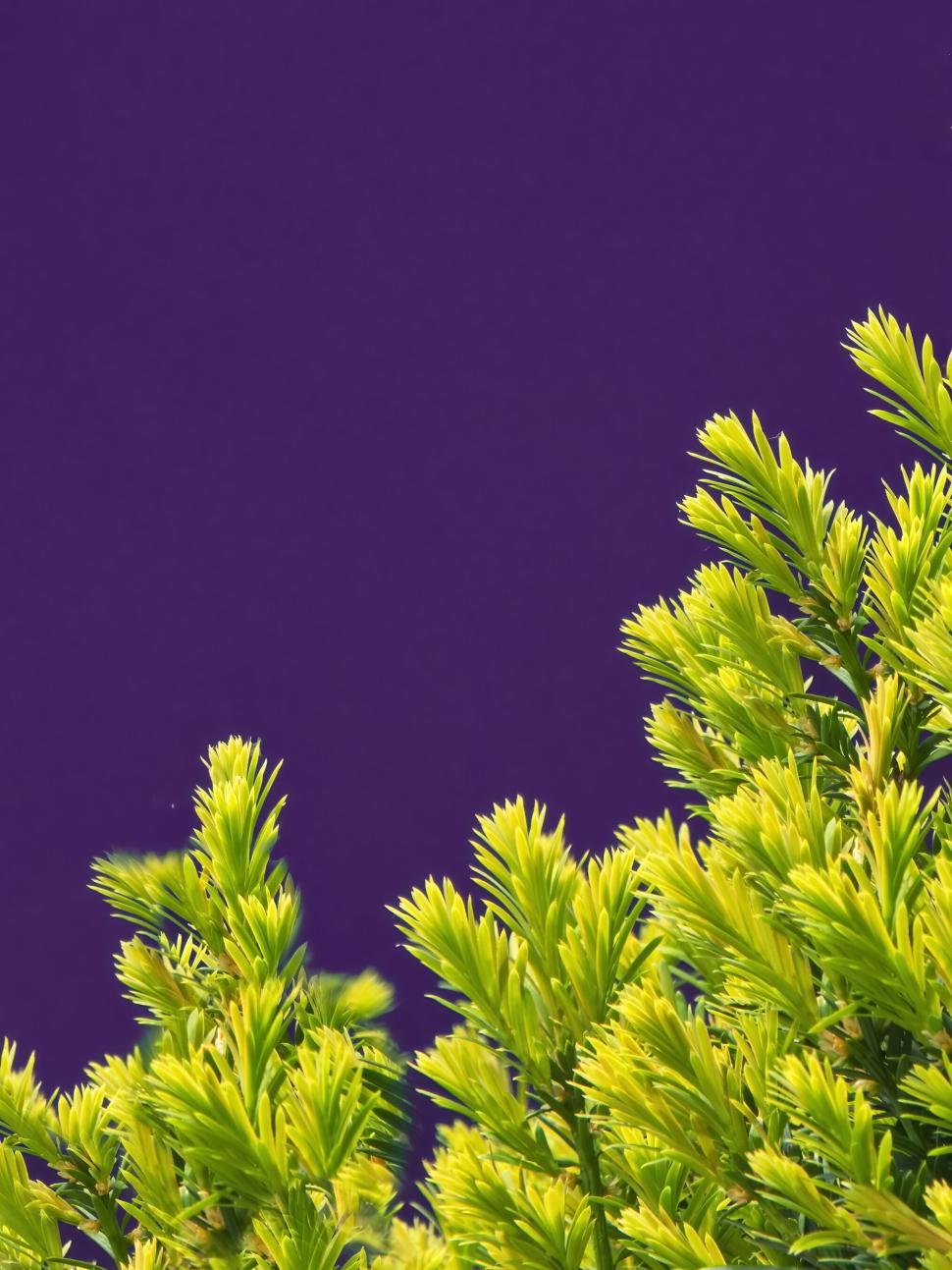 Free Image of Vibrant green leaves against a vivid purple background. 
