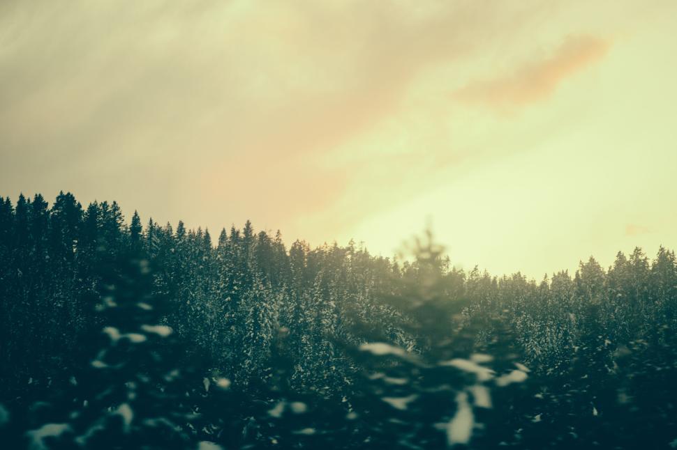 Free Image of Snow-covered forest with tall pine trees at dusk 