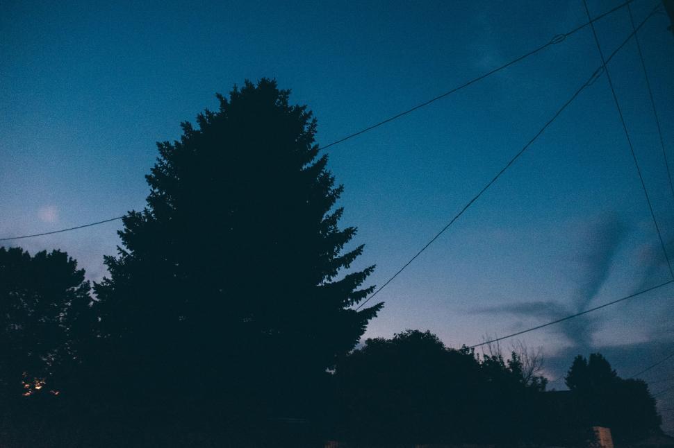Free Image of Silhouette of a tall tree against the evening sky. 