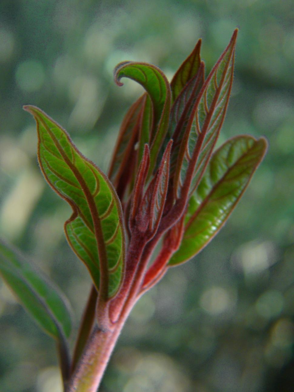 Free Image of Bud bush 