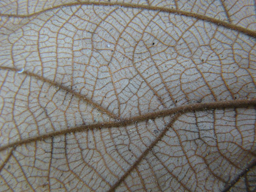 Free Image of Leaf texture 