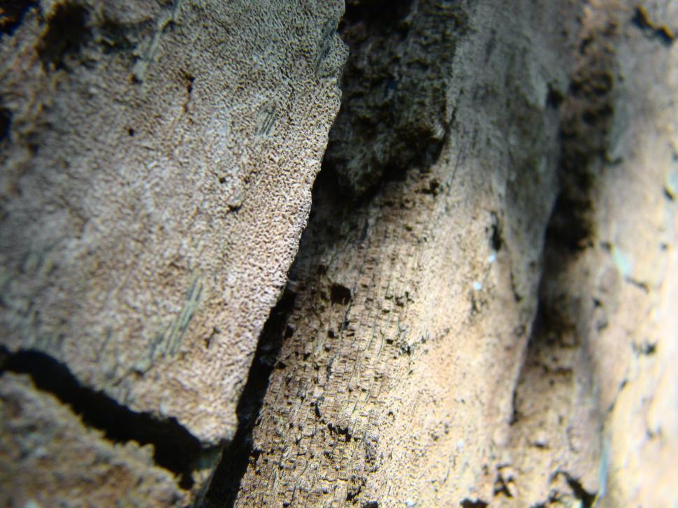 Free Image of Bark 
