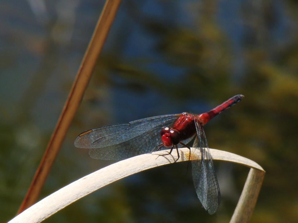 Free Image of Red dragonfly 
