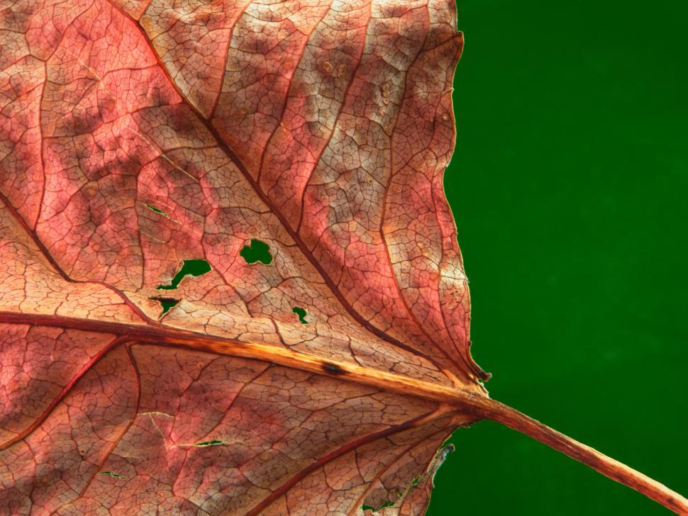 Free Image of Close-up of dry autumn leaf on a vibrant green background 