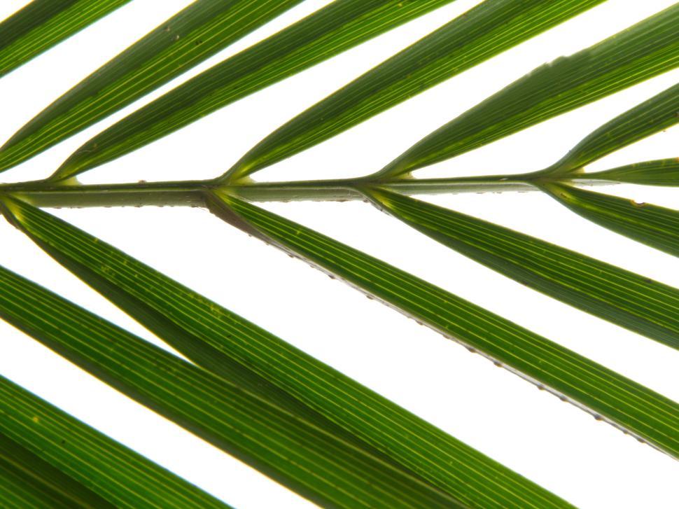 Free Image of Close-up of a green palm leaf with white background details 