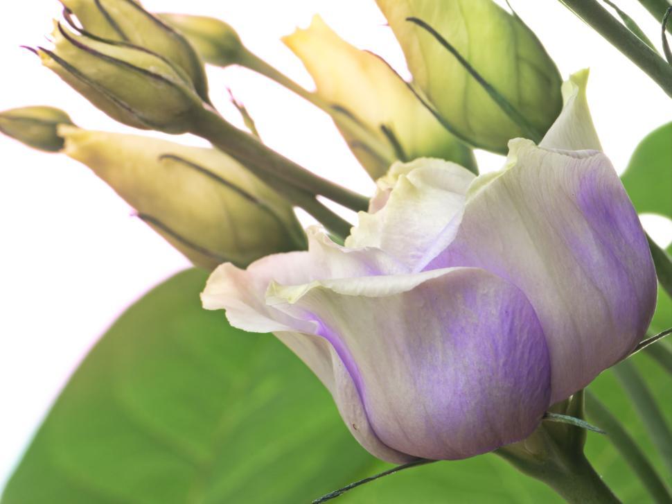 Free Image of Beautiful light purple and green flowers in bloom 