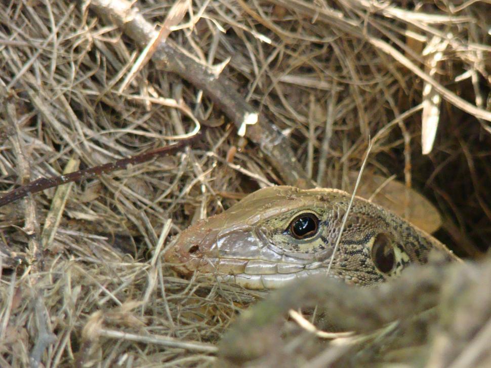 Free Image of Lizard head 