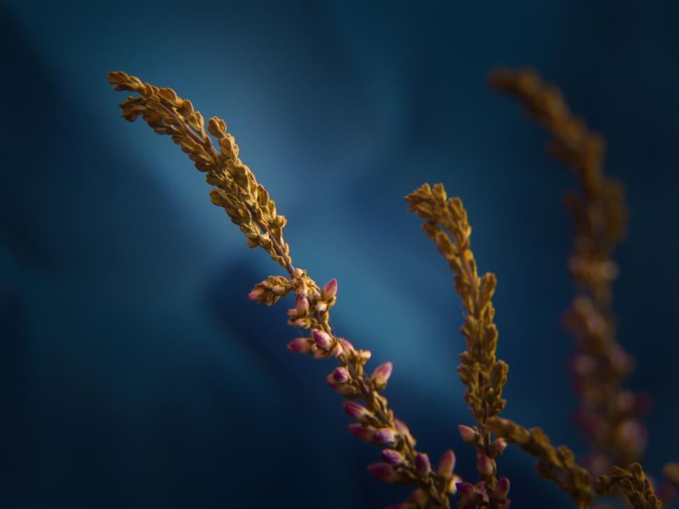 Free Image of Detailed brown grass against dark blue background 