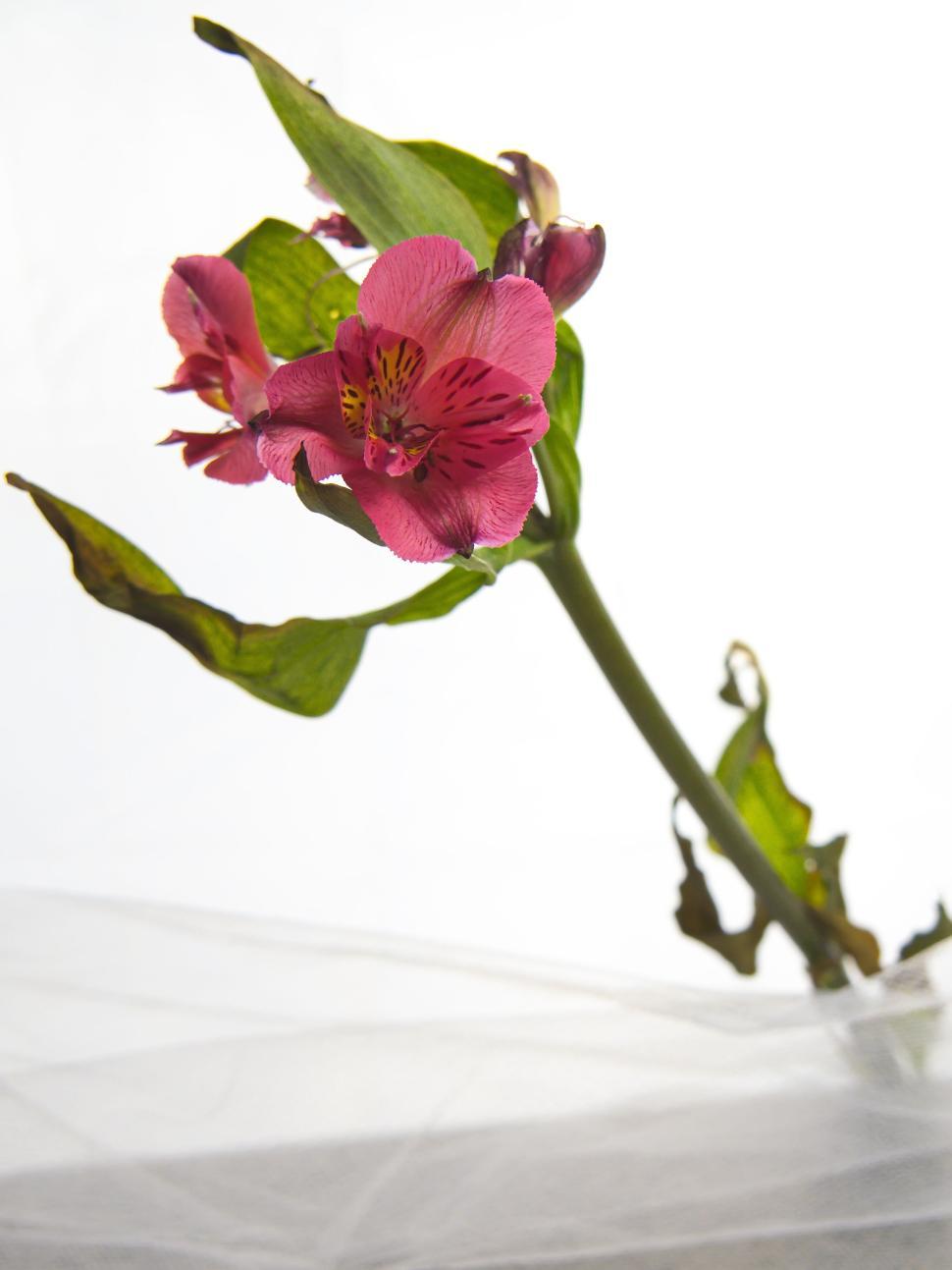 Free Image of Close-up of vibrant pink flower on white background 