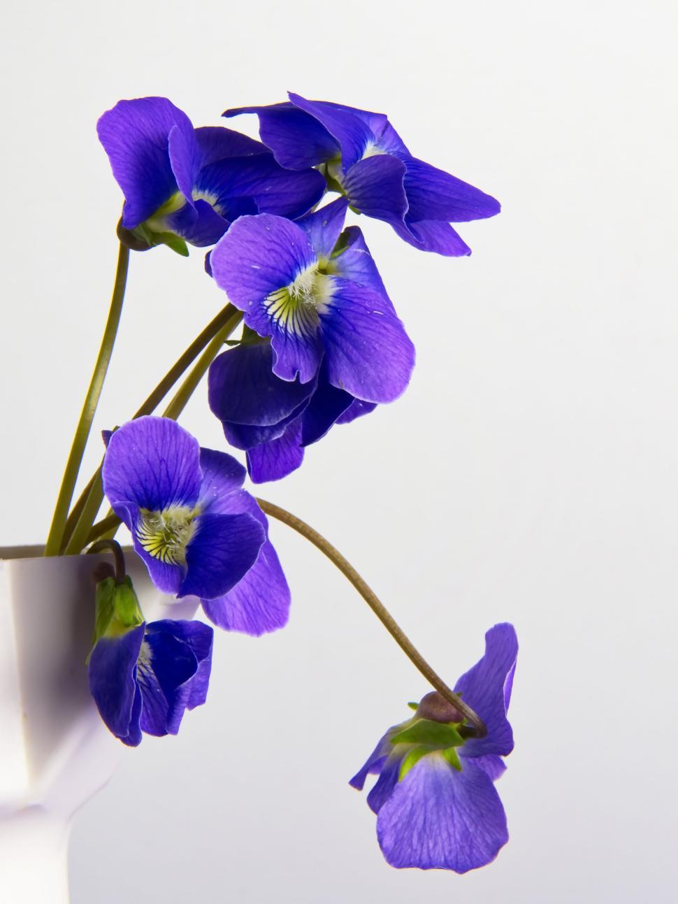 Free Image of Violet flowers in white vase captured on white background. 