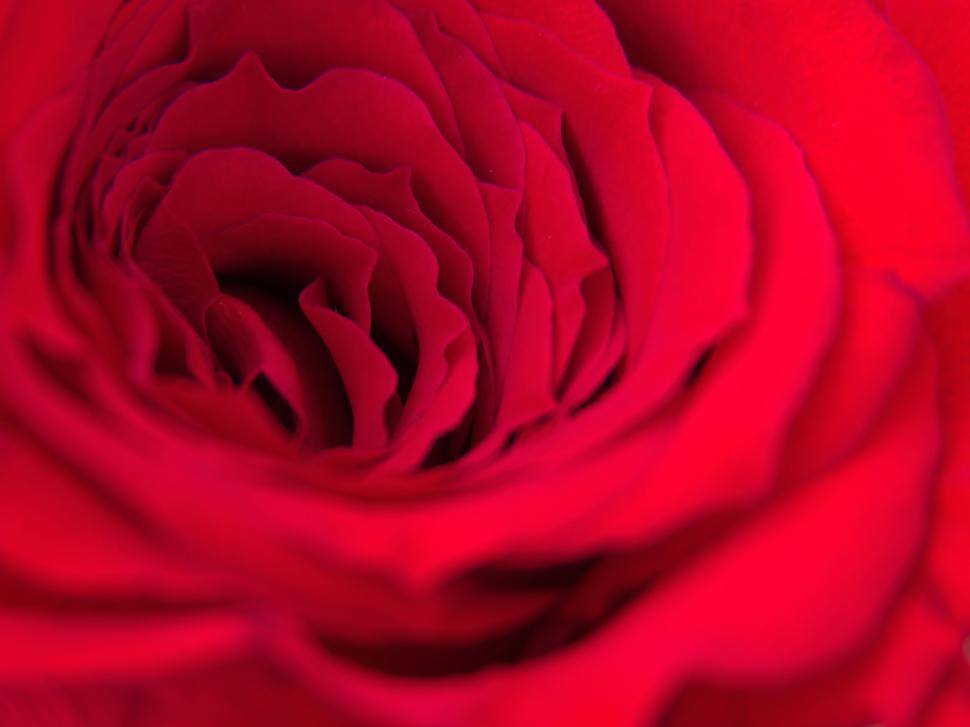 Free Image of Close-up capture of a red rose highlighting its petals. 