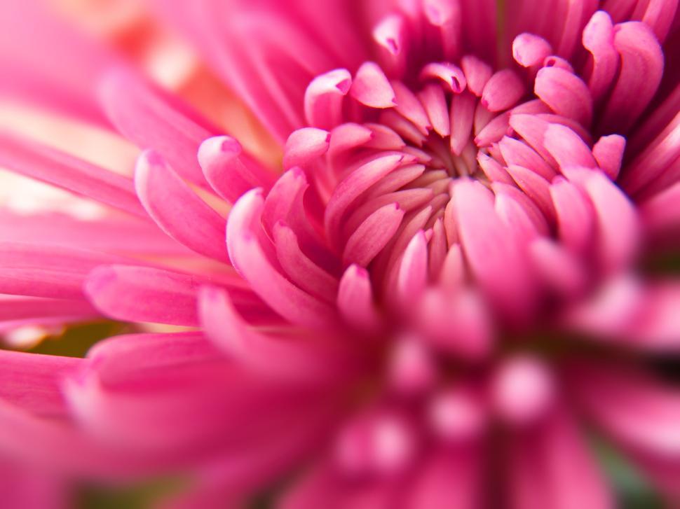 Free Image of Close-up of a vibrant pink flower in full bloom 