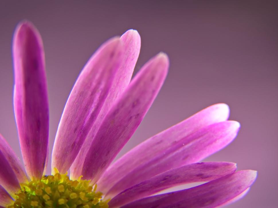 Free Image of Beautiful pink petals with yellow center of a flower 