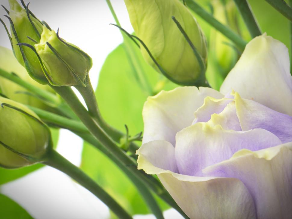 Free Image of Delicate white and purple flower with green buds 