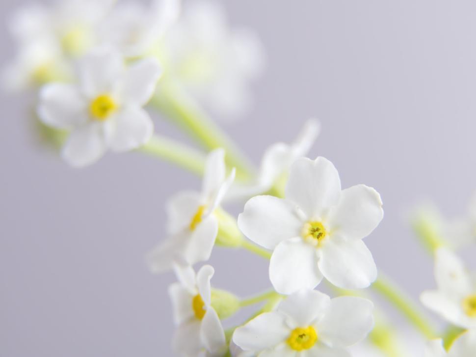 Free Image of Close-up of delicate white flowers against a light background 