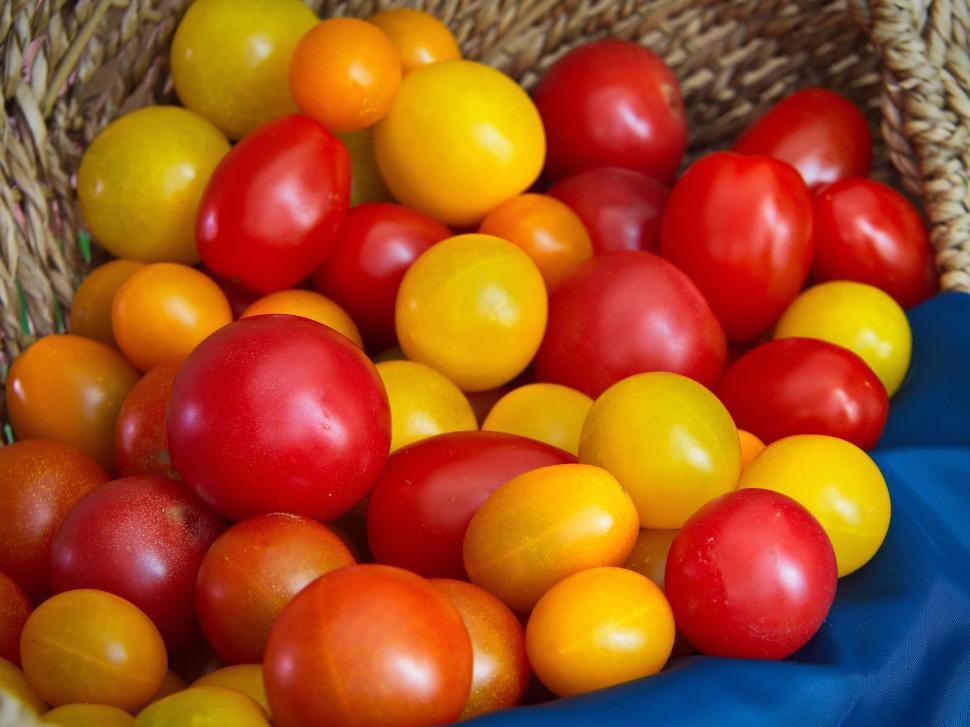 Free Image of Assortment of colorful tomatoes in a woven basket setting 