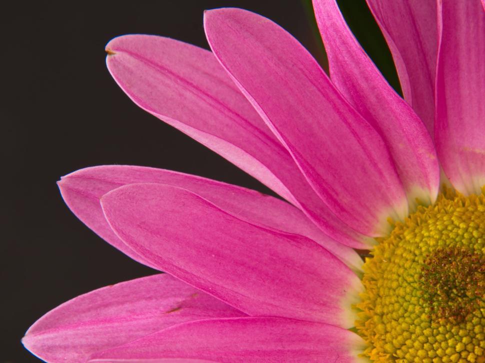 Free Image of Bright pink flower petal close-up with dark background. 
