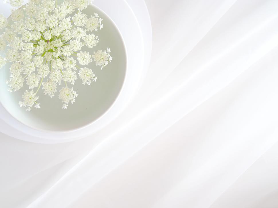 Free Image of Delicate white flowers on a white backdrop in a bowl. 