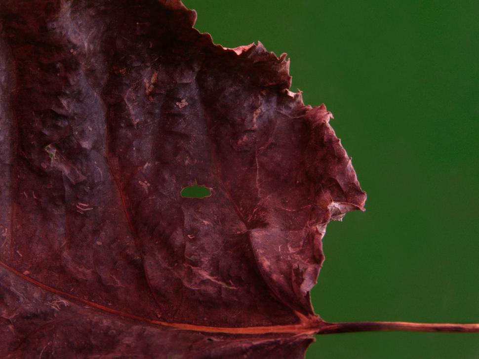 Free Image of Close-up of a red leaf with green background fall theme. 