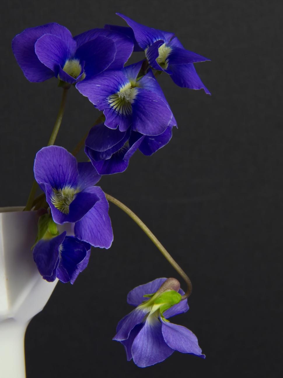 Free Image of Purple flowers in white vase on dark background. 