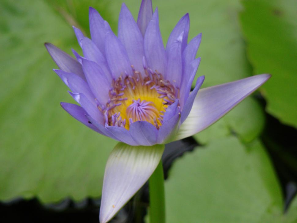 Free Image of Victoria amazonica flower 