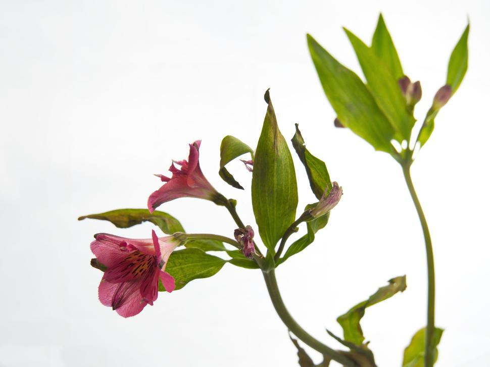 Free Image of Pink flowers and green leaves on a white background. 