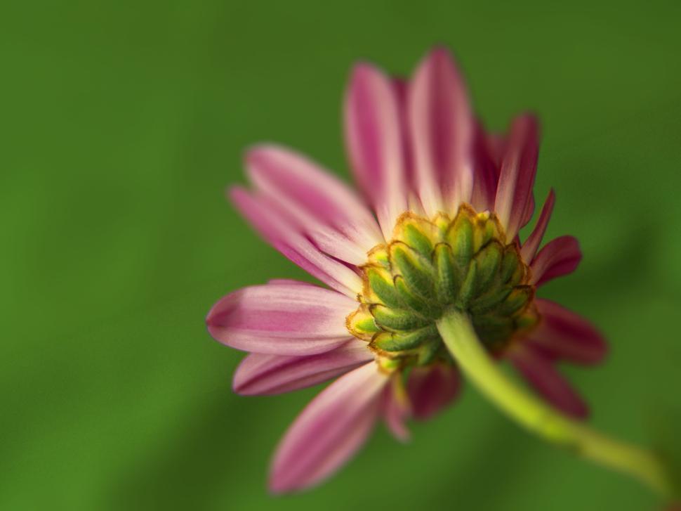 Free Image of Close-up of a purple-pink flower against green background. 