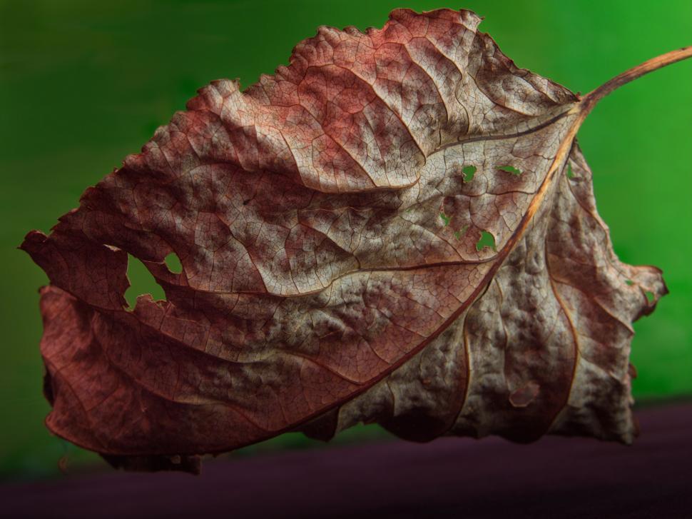 Free Image of Close-up of a dry, weathered leaf against green background 