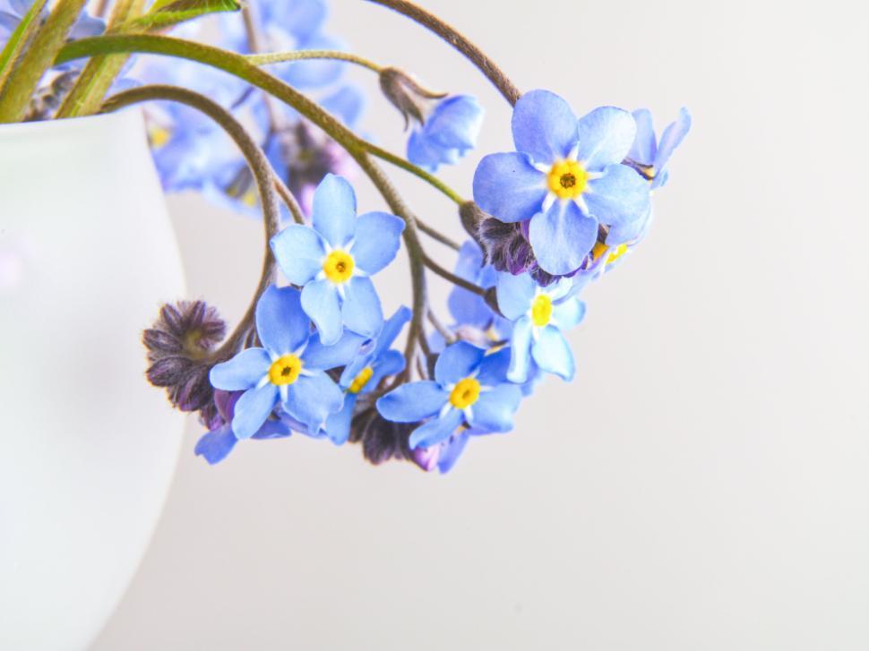 Free Image of Vibrant blue flowers in close-up displayed in white vase 