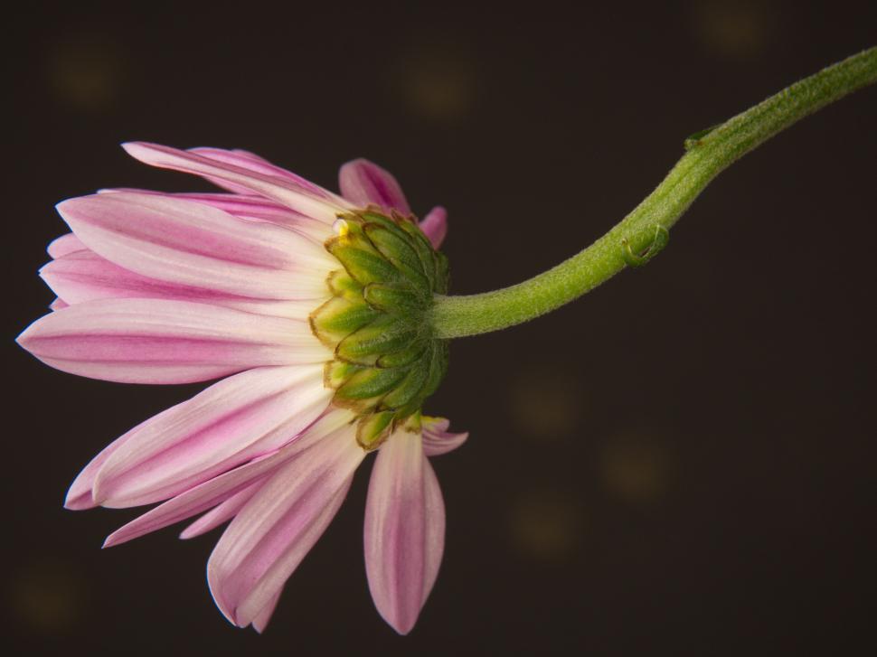 Free Image of Single pink daisy against dark background side view image 