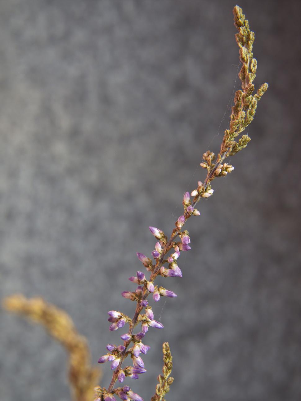Free Image of Purple wildflower with detailed stems and buds in focus. 