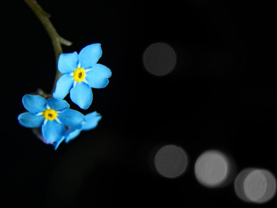 Free Image of Two bright blue flowers with yellow centers in focus. 