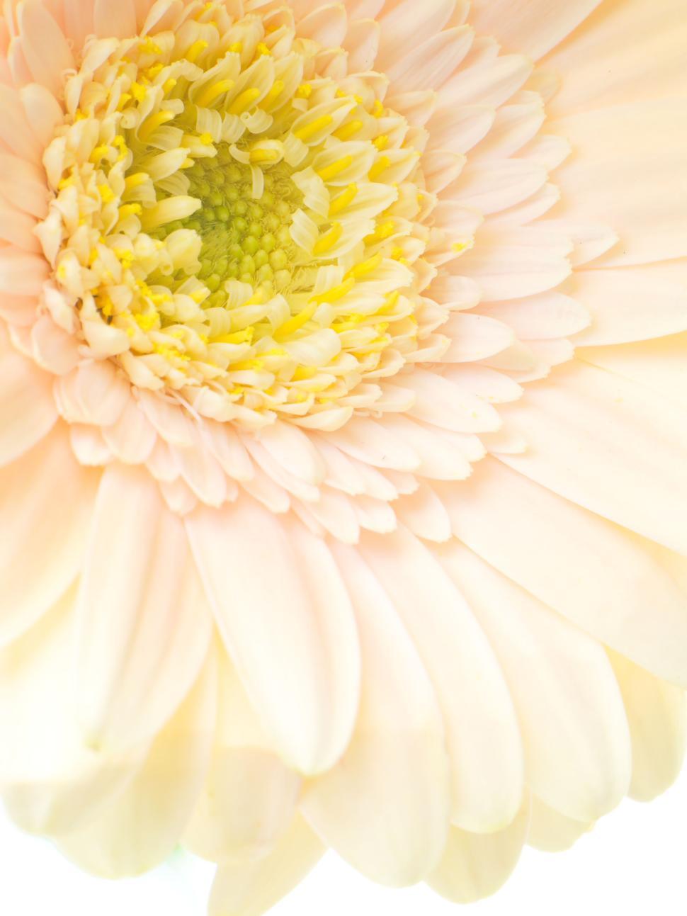 Free Image of Close-up of a pale pink gerbera daisy in full bloom. 