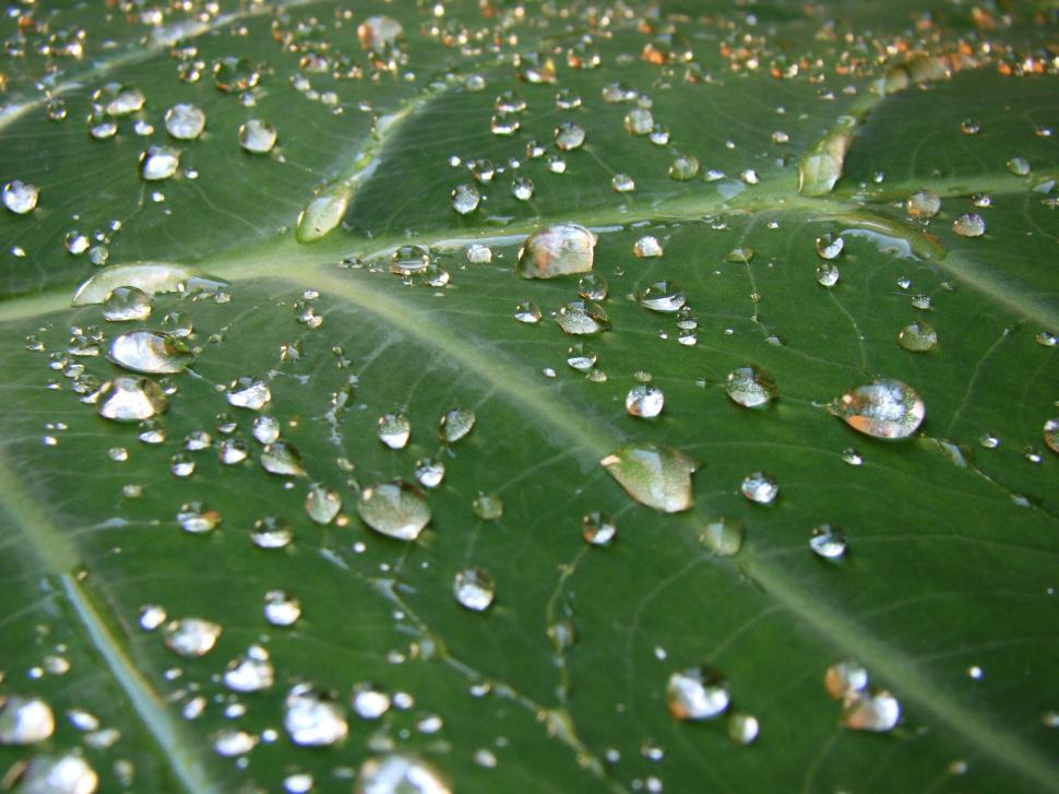 Free Image of Dew 