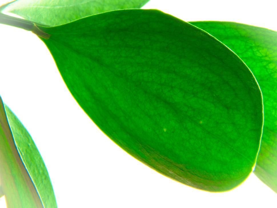 Free Image of Bright green leaves with veins against a white background. 