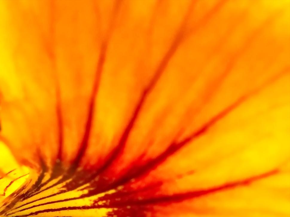 Free Image of Macro shot of vibrant yellow and red flower petal 