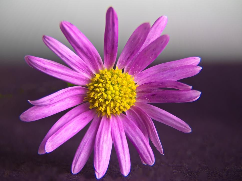 Free Image of Close-up of a purple daisy with yellow center 