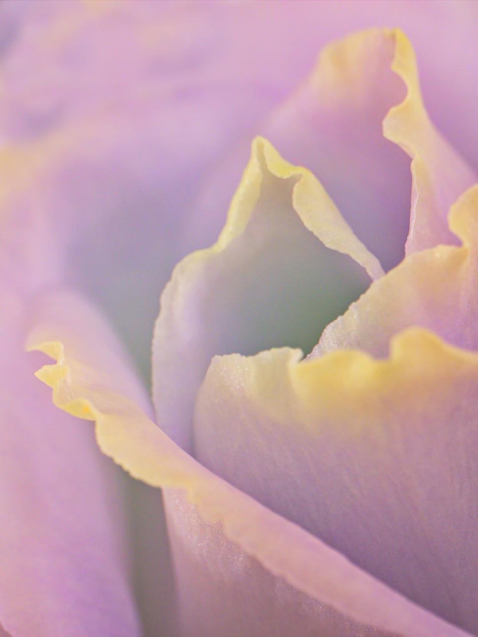 Free Image of Close-up of delicate pastel-colored flower petals 