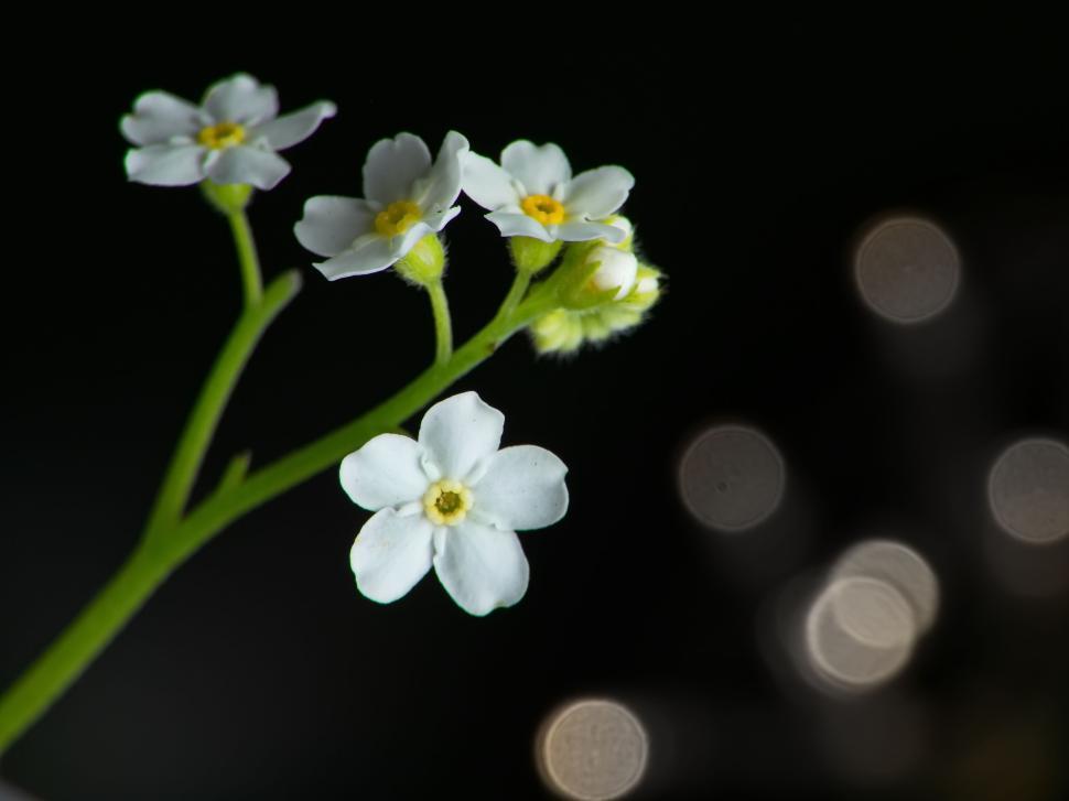 Free Image of Delicate white flowers against a contrasting black background. 