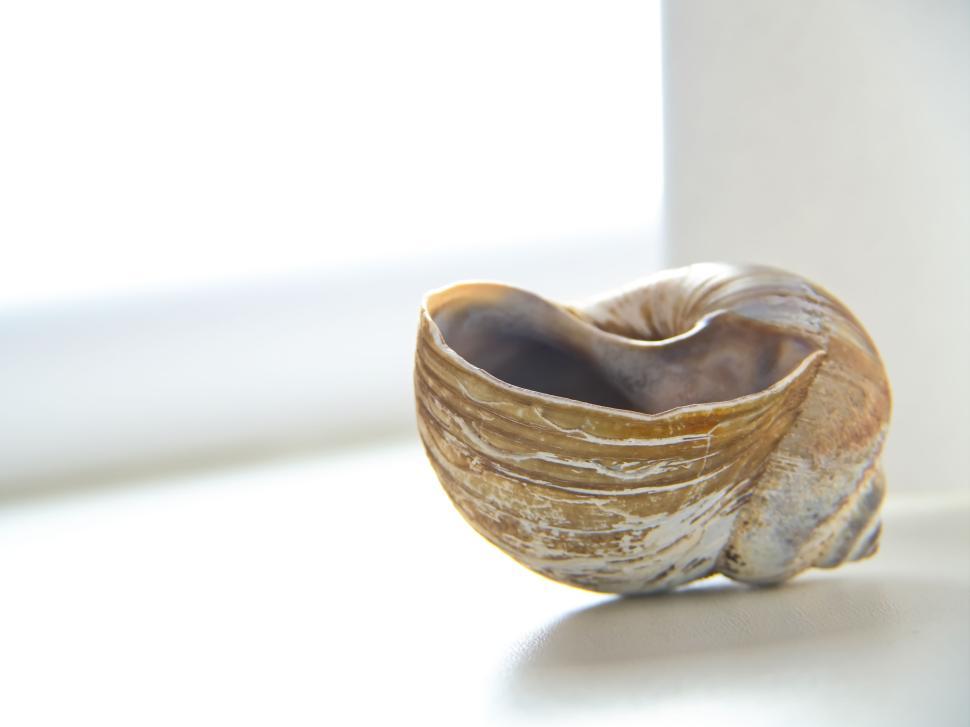 Free Image of Empty snail shell reflecting light on plain surface 