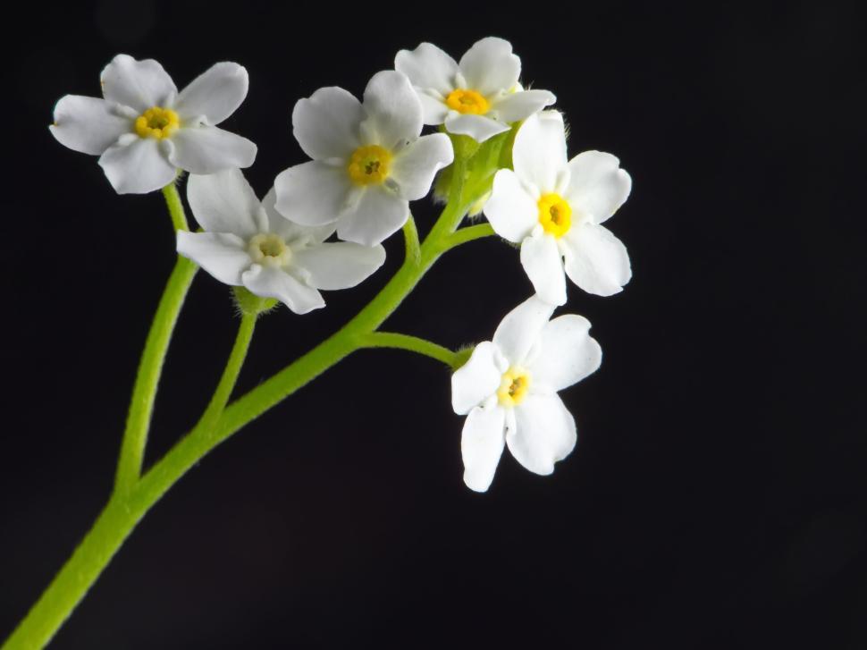 Free Image of White flowers with yellow centers on black background 