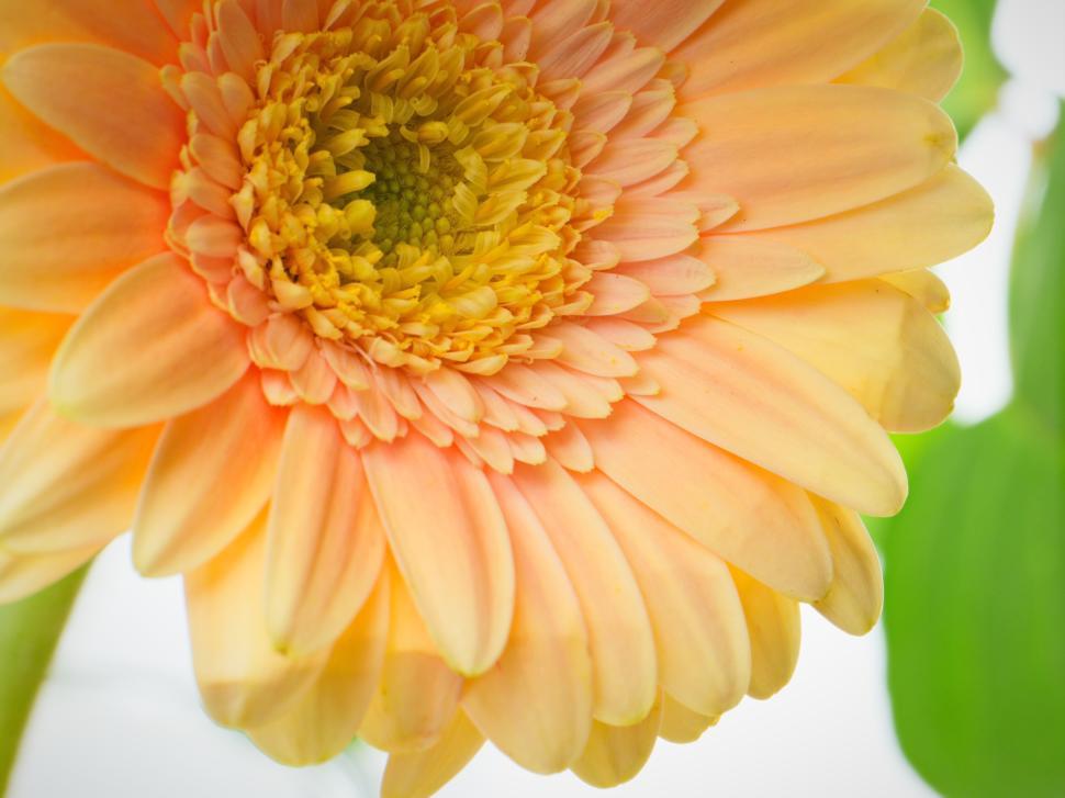 Free Image of Close view of orange and yellow flower in bloom 