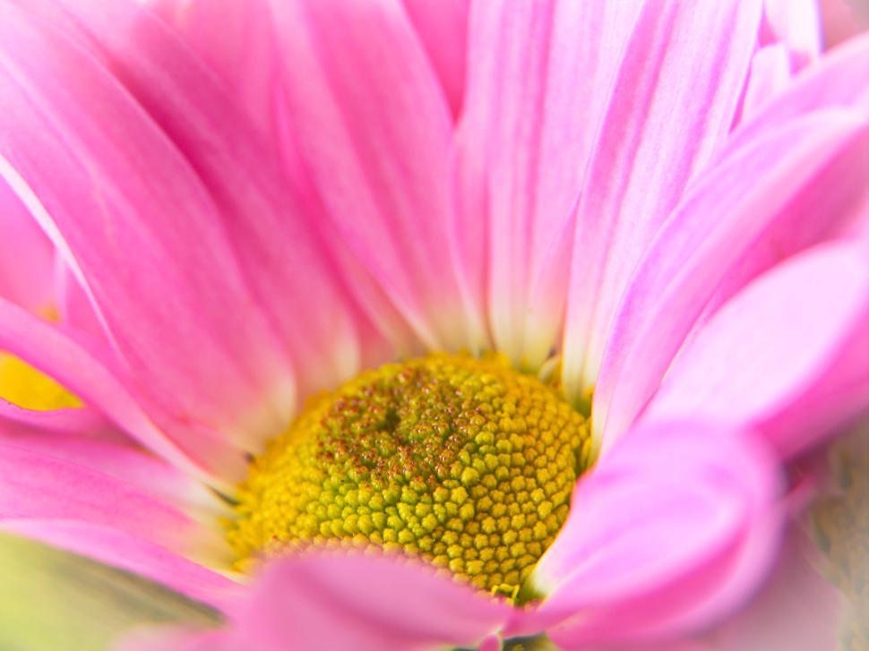 Free Image of Pink flower with a yellow center captured in close-up 