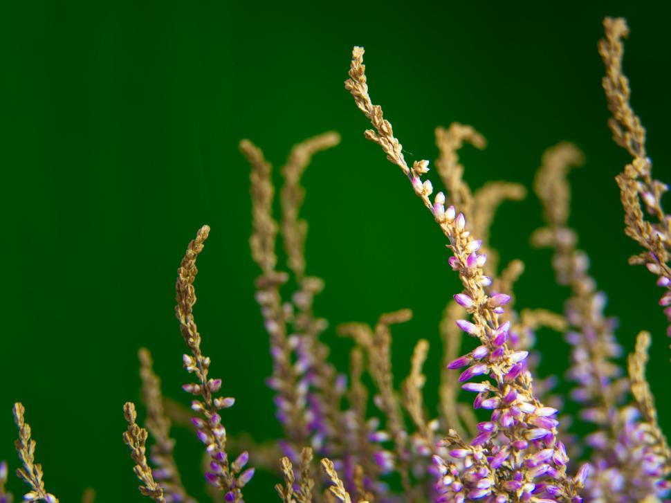 Free Image of Purple flowers with green background, vibrant colors 