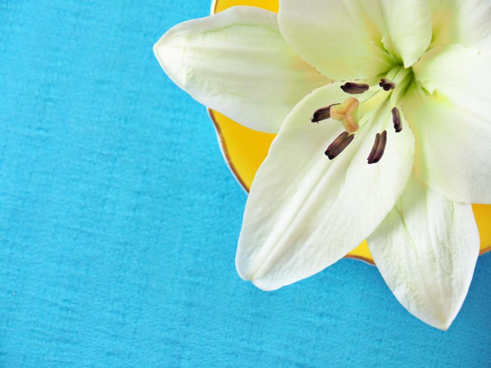 Free Image of White lily flower on yellow plate with blue background 