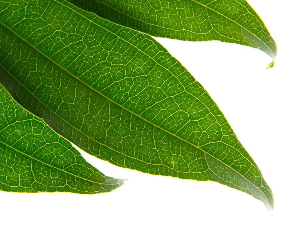 Free Image of Detailed view of green leaves with vein patterns showing 