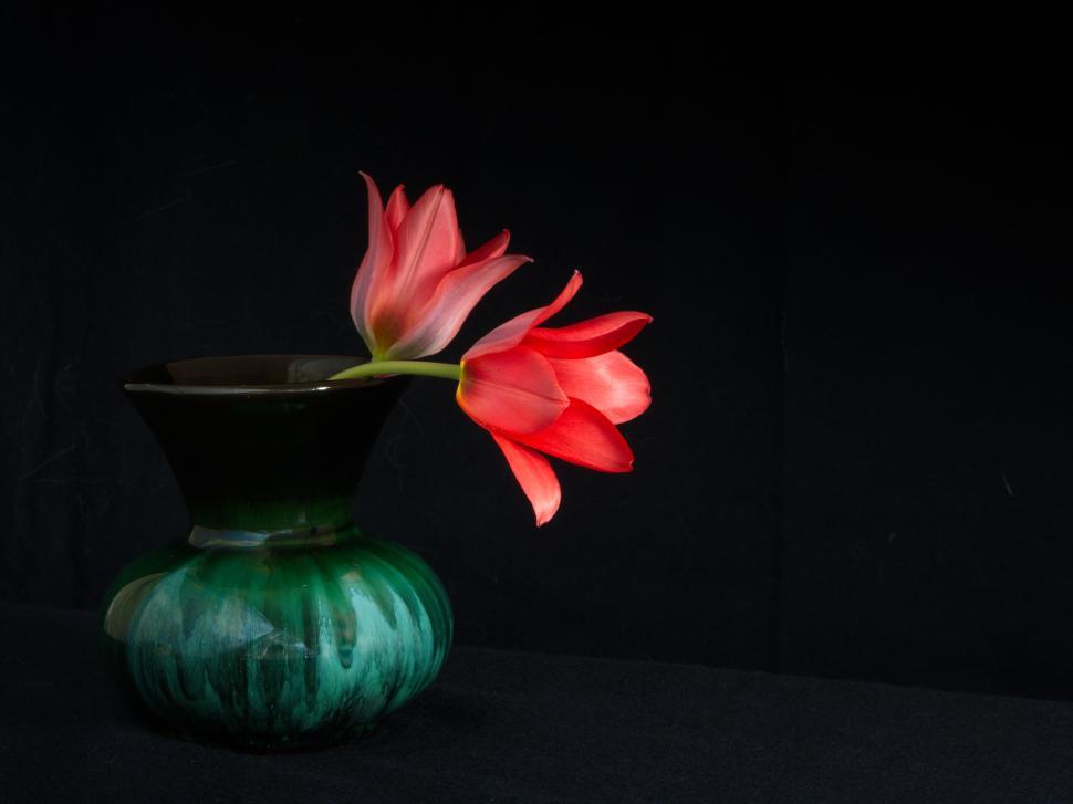 Free Image of Red tulips in green vase with black background setting 