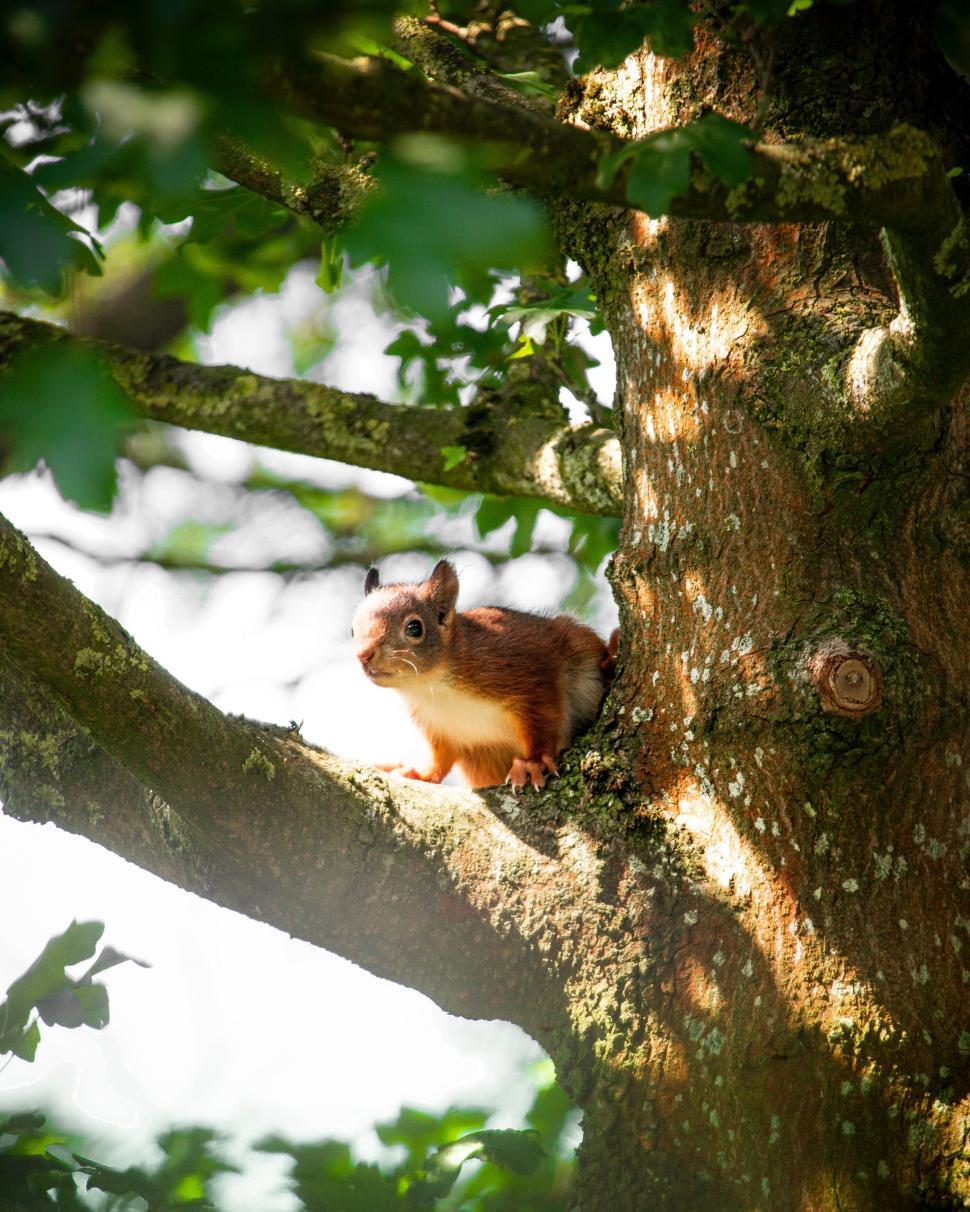 Free Image of Squirrel perched on a tree branch amidst green foliage. 